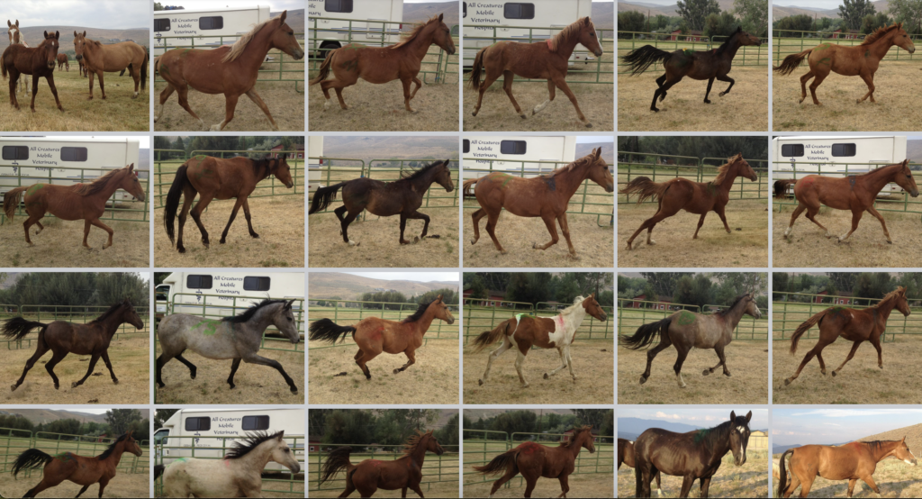 horse shelter